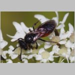 Sphecodes pellucidus - Blutbiene w006c 8mm - OS-Hellern Waldwiese det.jpg